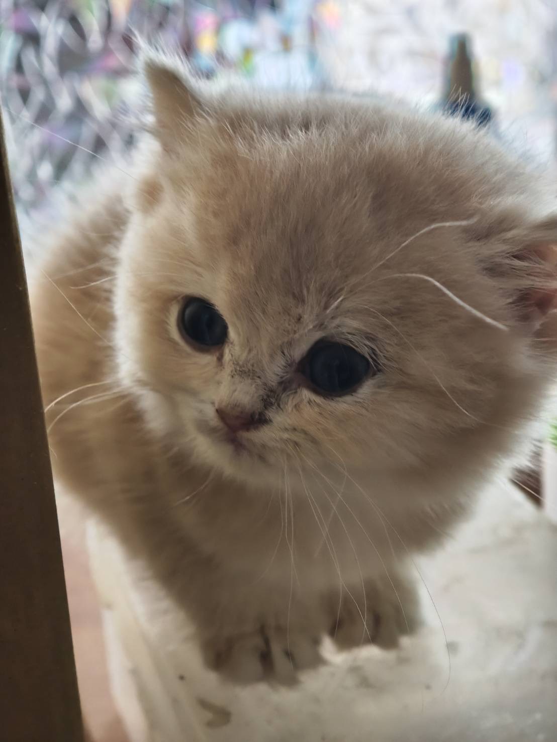 天使貓園／紫金漸層英國短毛貓