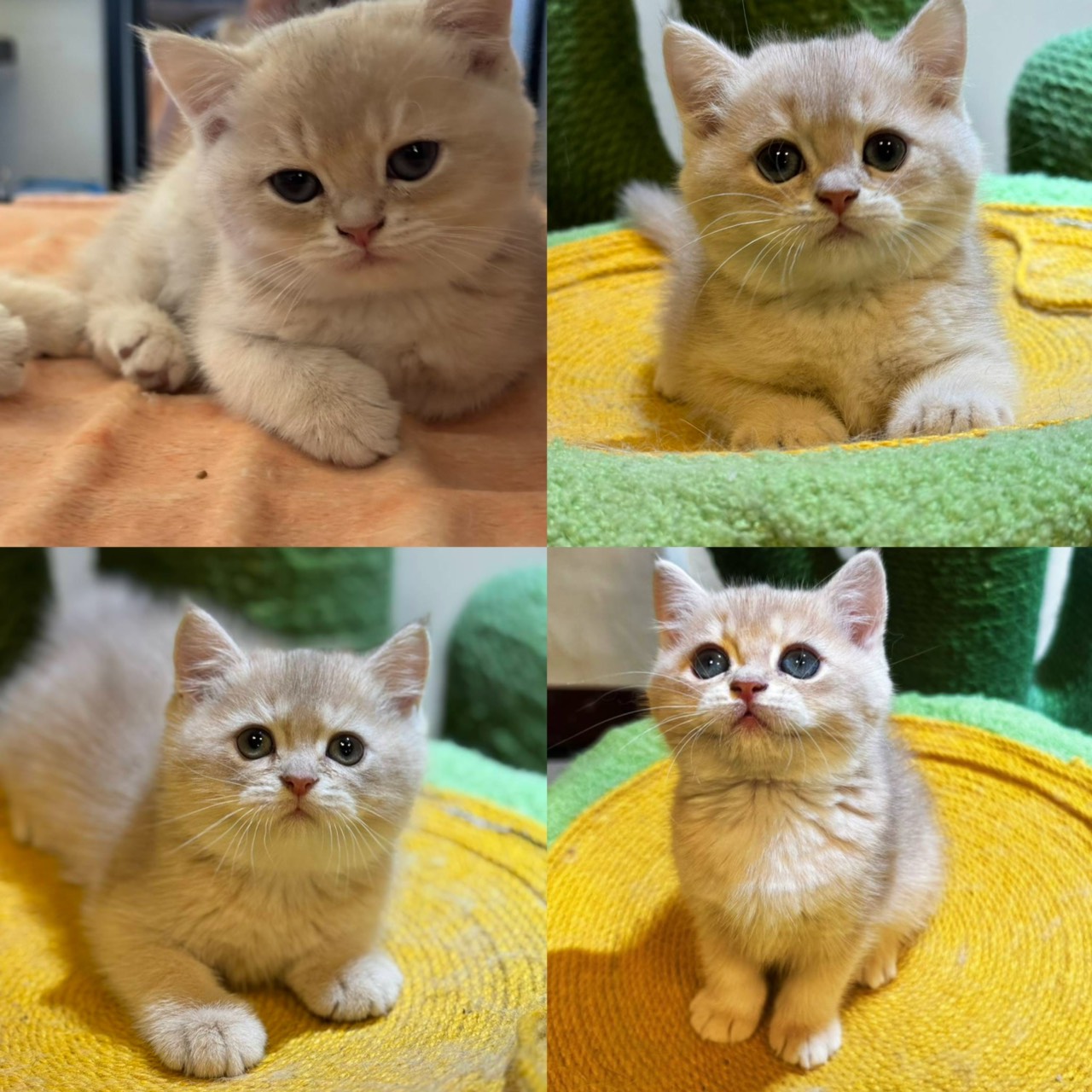 天使貓園／紫金漸層英國短毛貓