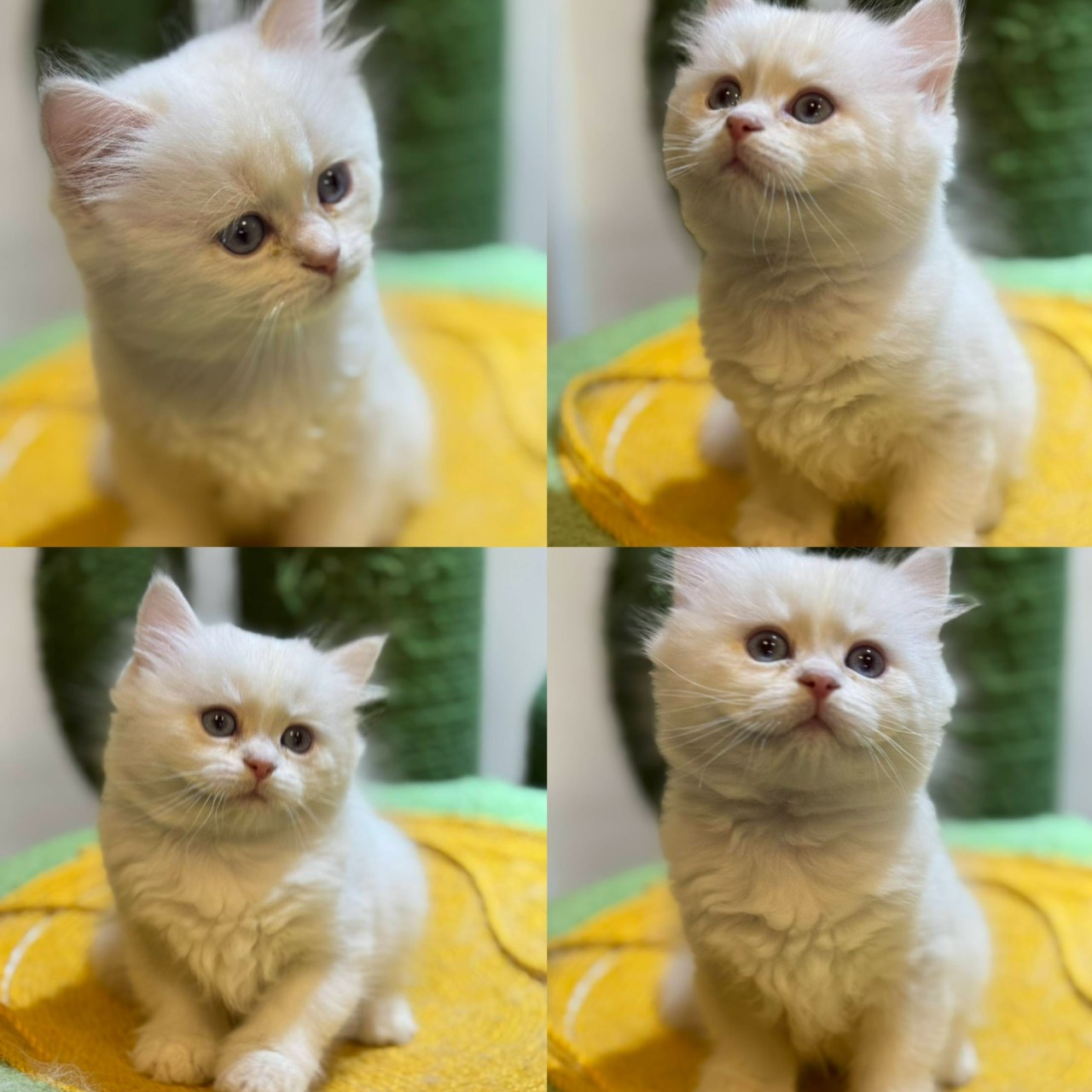 天使貓園／紫金點英國短毛貓