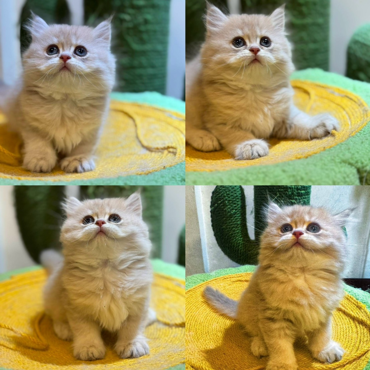 天使貓園／紫金漸層英國長毛貓