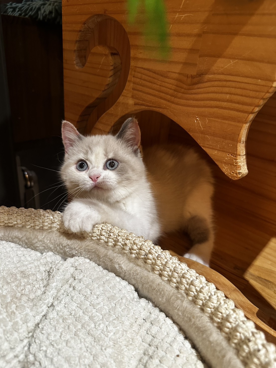 天使貓園／英國短毛貓