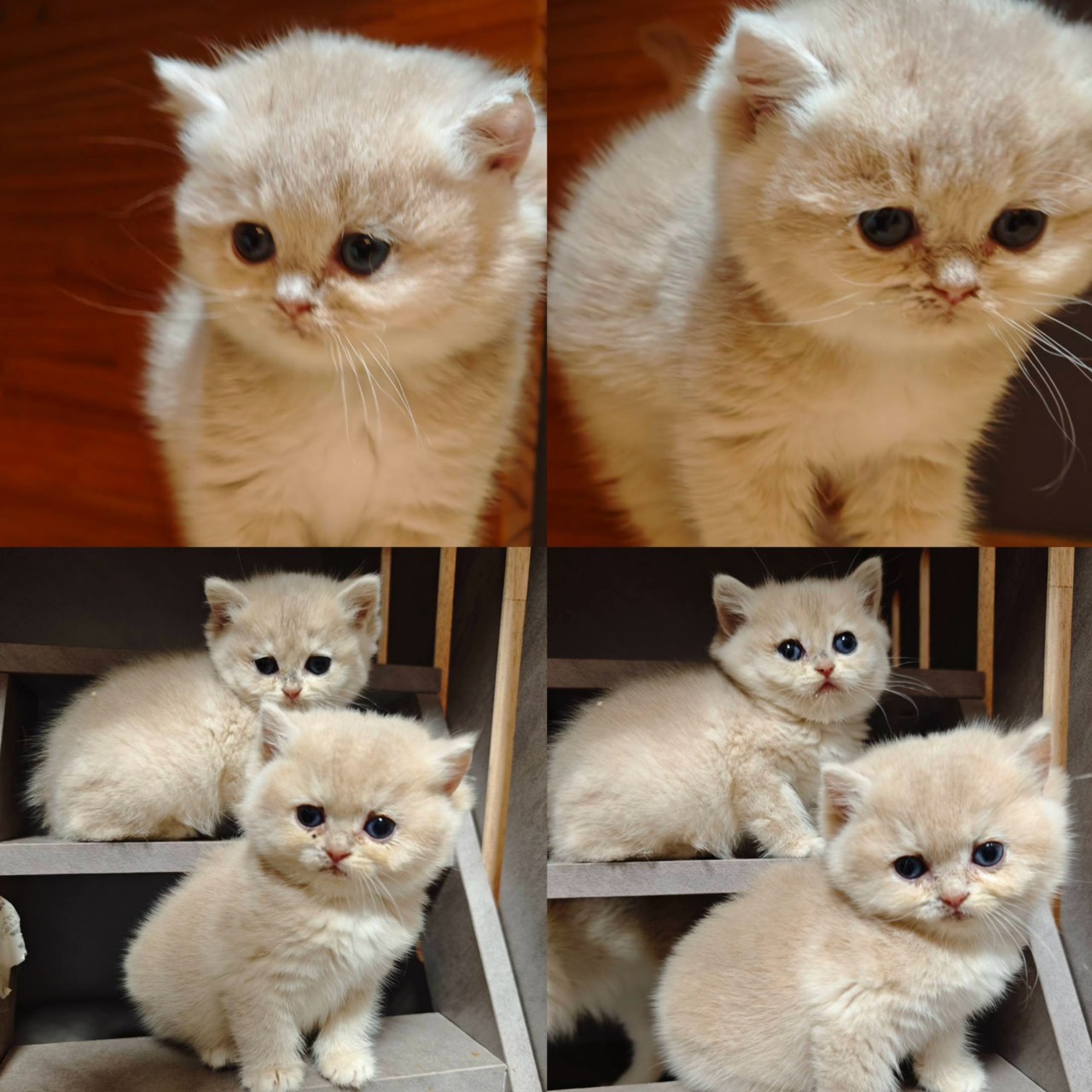 天使貓園／紫金漸層英國短毛貓