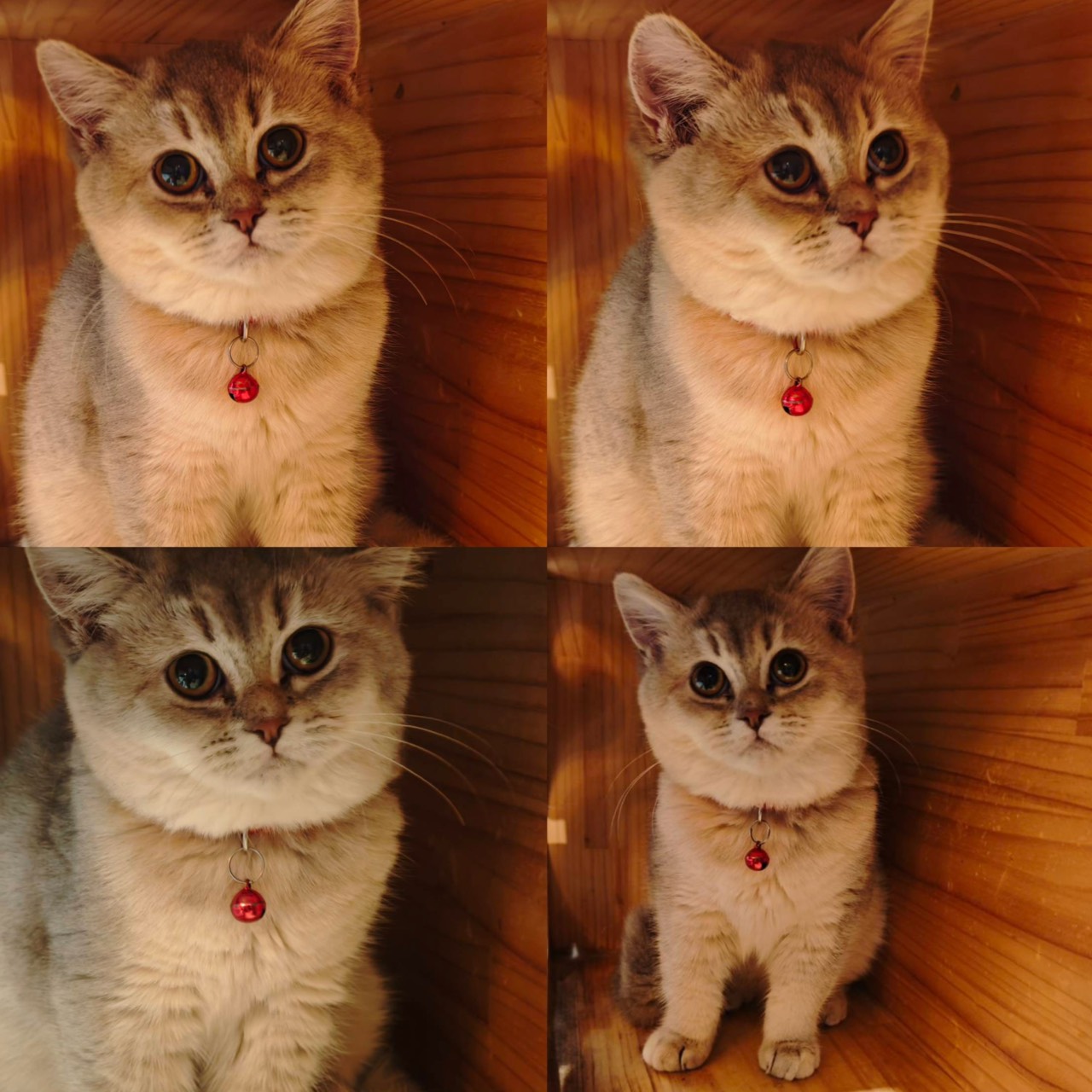 天使貓園／黑金漸層英國短毛貓