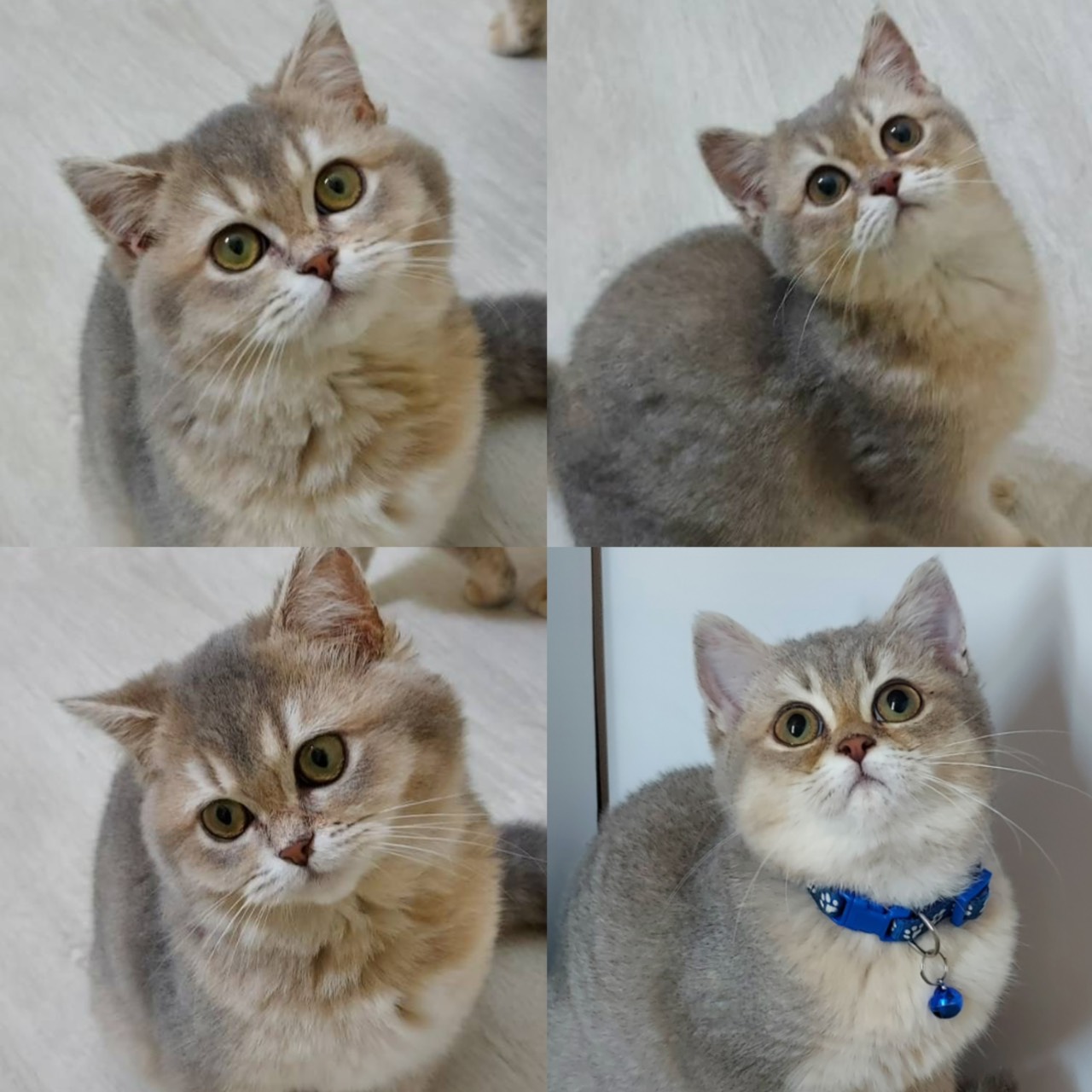 天使貓園／黑金漸層英國短毛貓