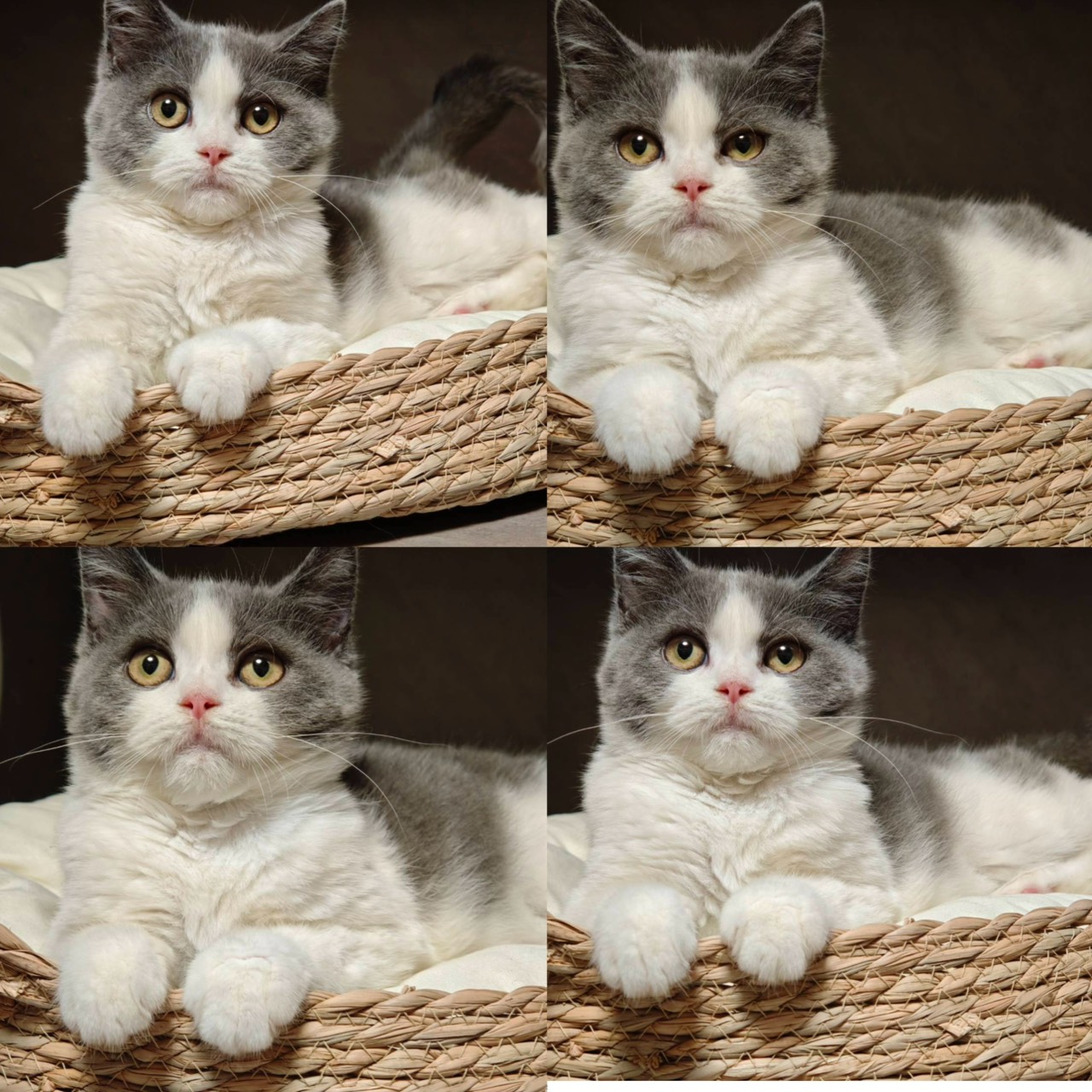 天使貓園／藍白英國短毛貓