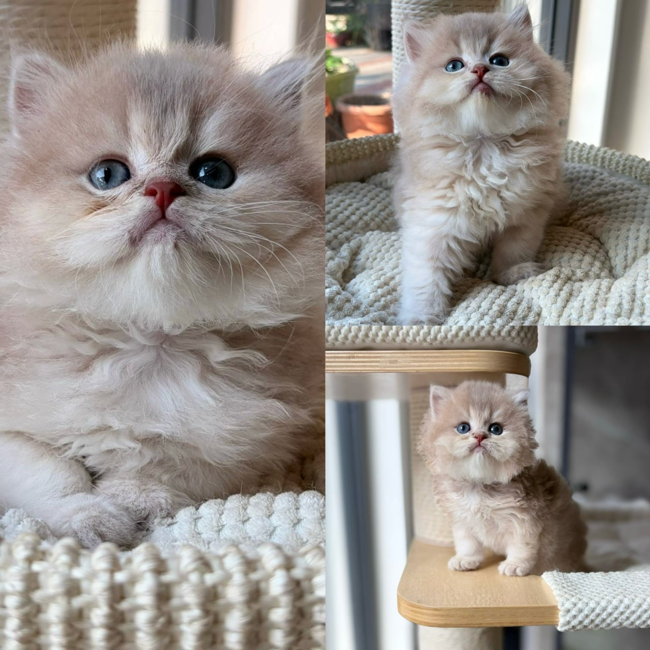 天使貓園／紫金漸層英國長毛貓