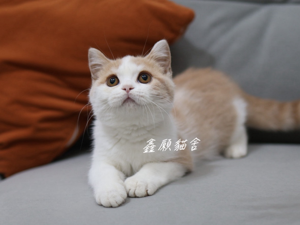 鑫願貓舍／奶油賓士英國短毛貓