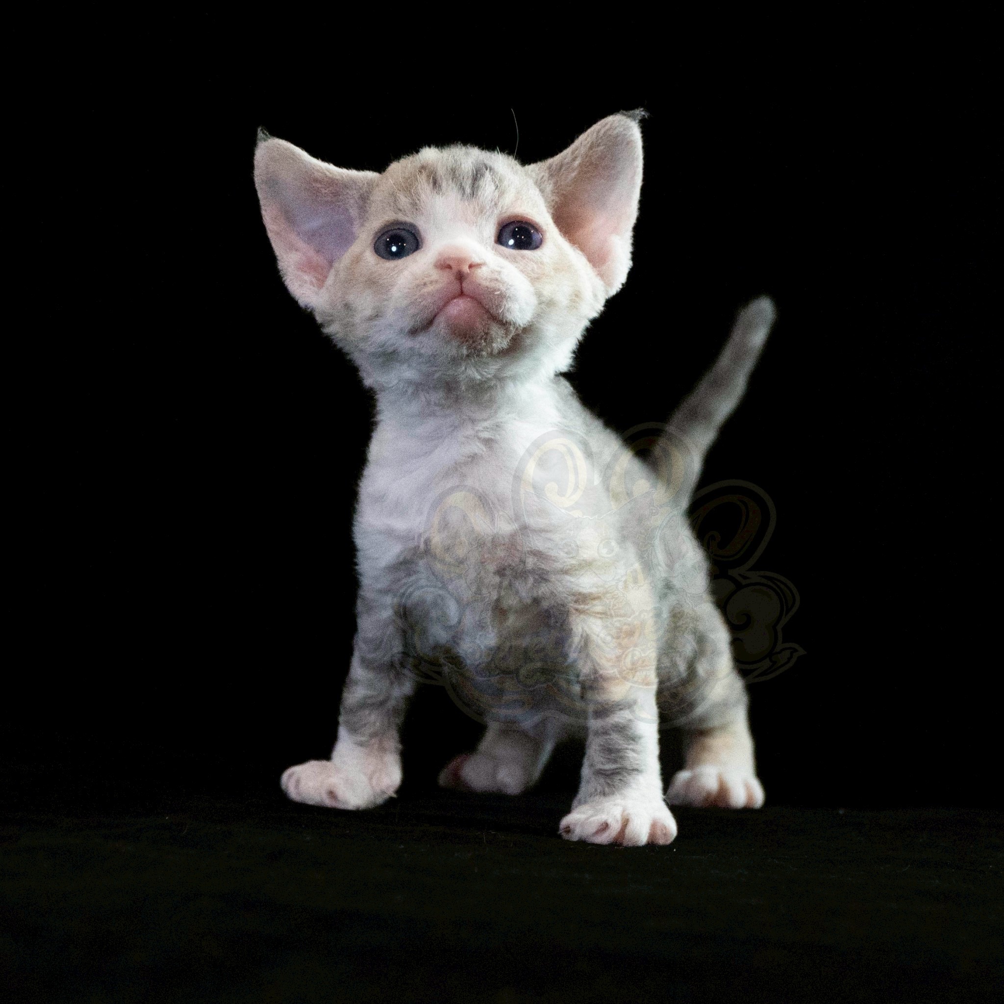 寵愛貓舍／藍三花德文捲毛貓