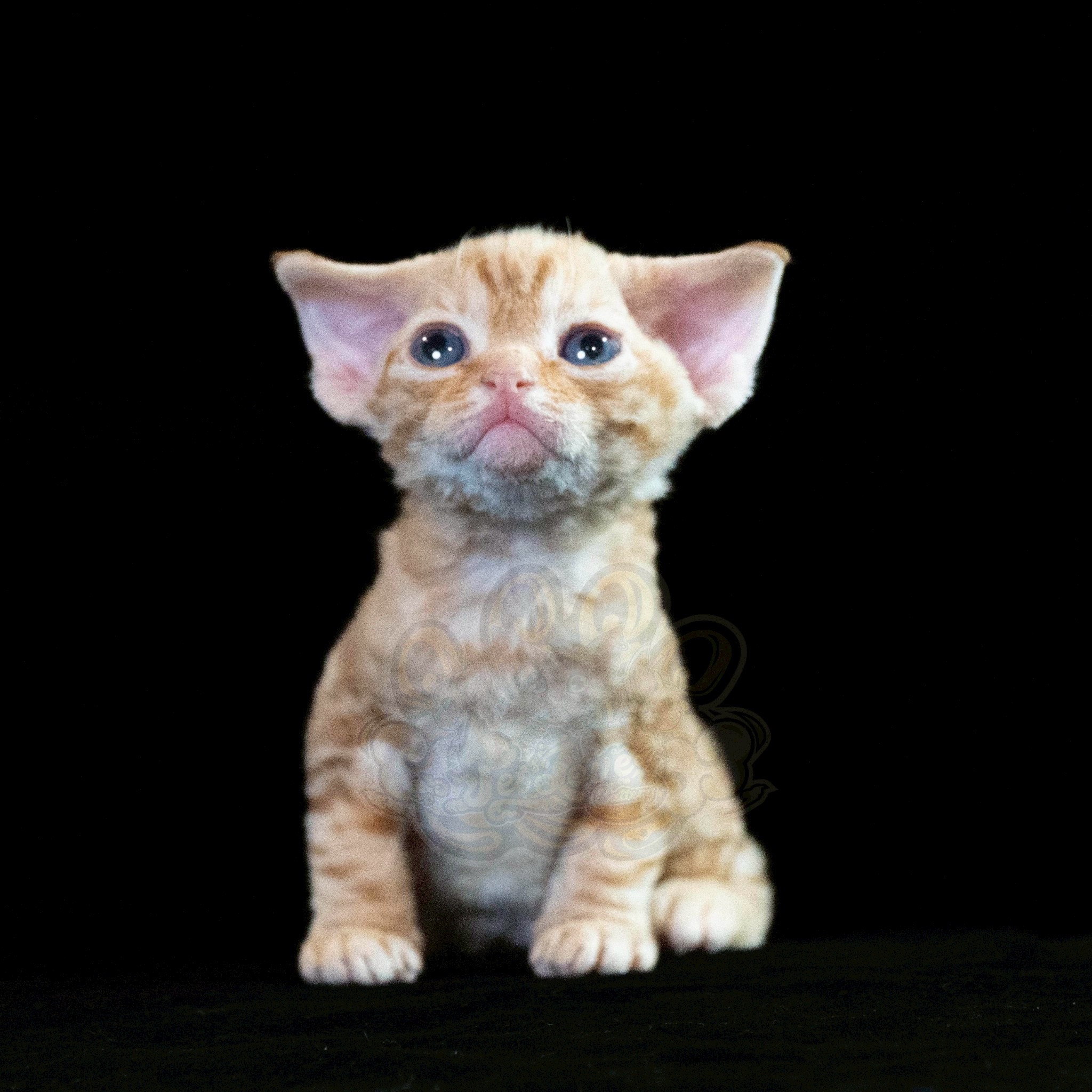 寵愛貓舍／紅虎斑德文捲毛貓