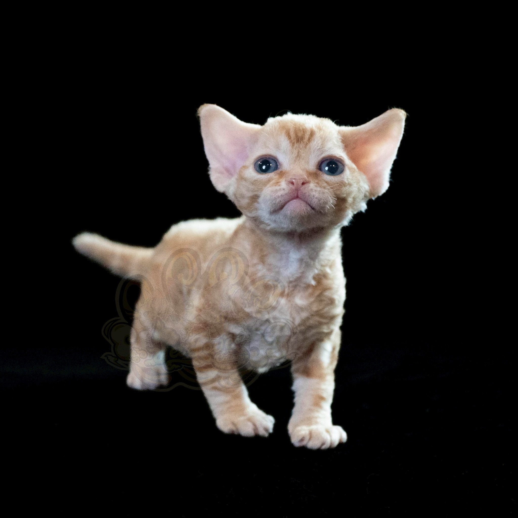 寵愛貓舍／紅虎斑德文捲毛貓