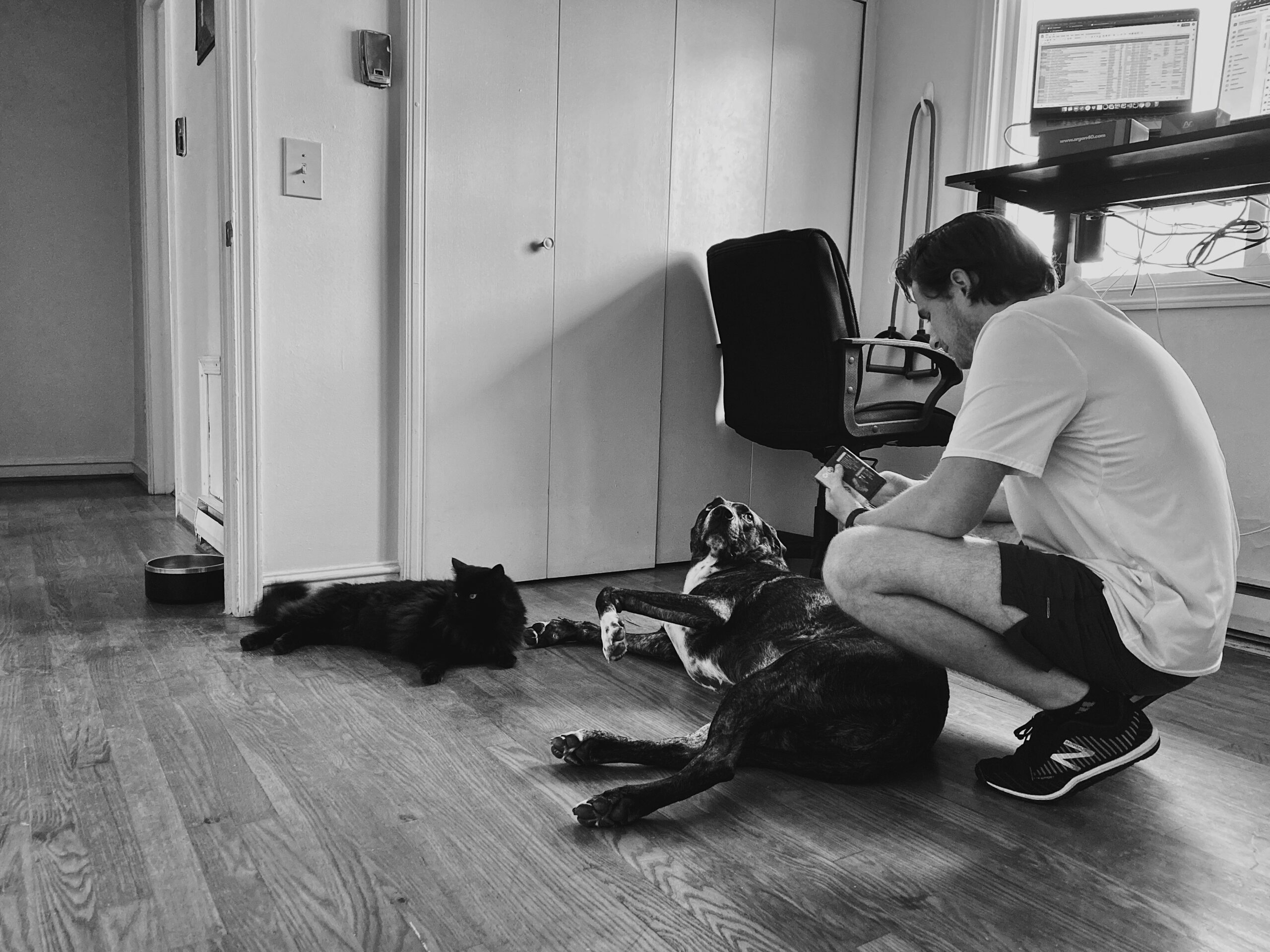 守護家中失智或視障毛孩：玻璃門霧面貼條居家安全指南