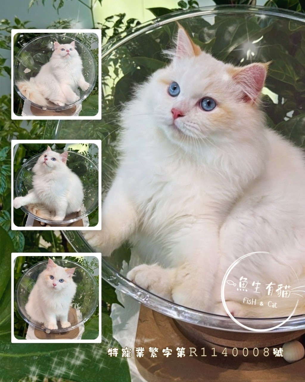 魚生有貓／火焰色布偶貓