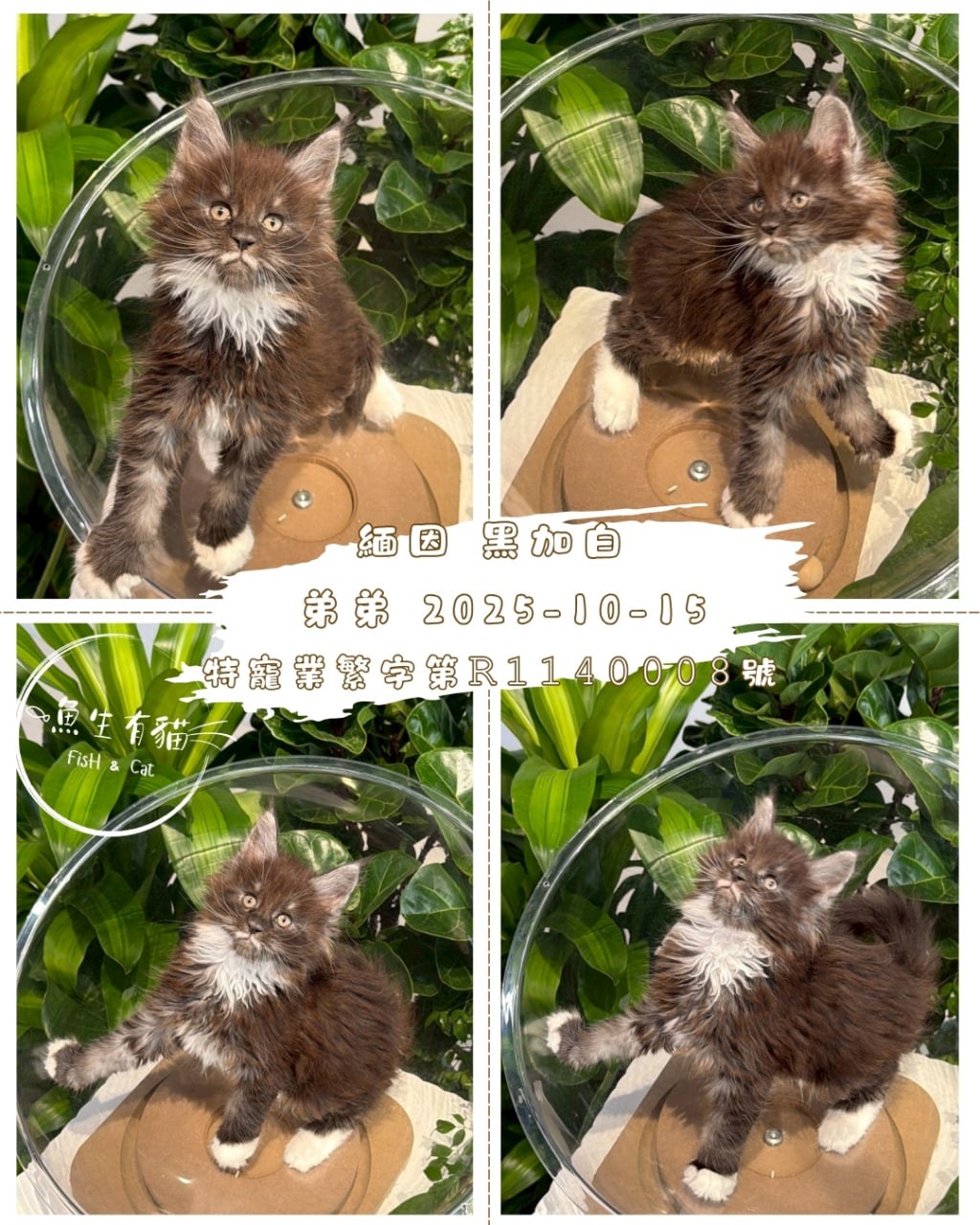 魚生有貓／黑加白緬因貓