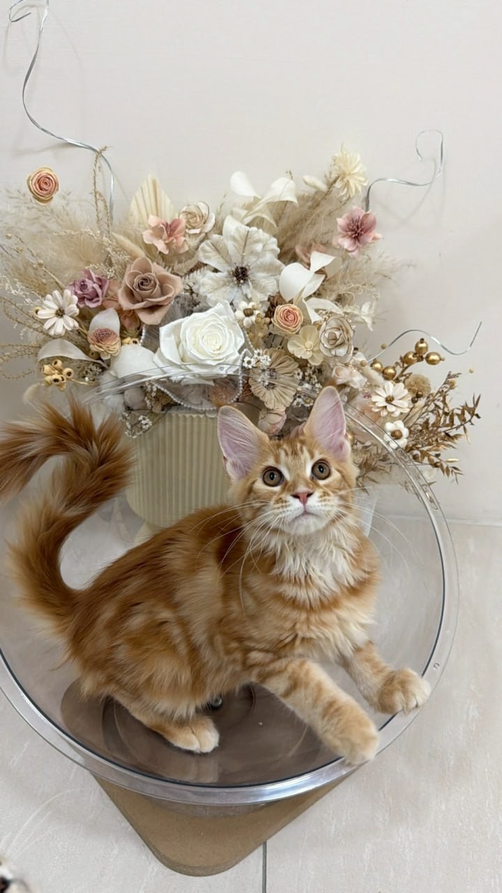 魚生有貓／紅虎斑緬因貓