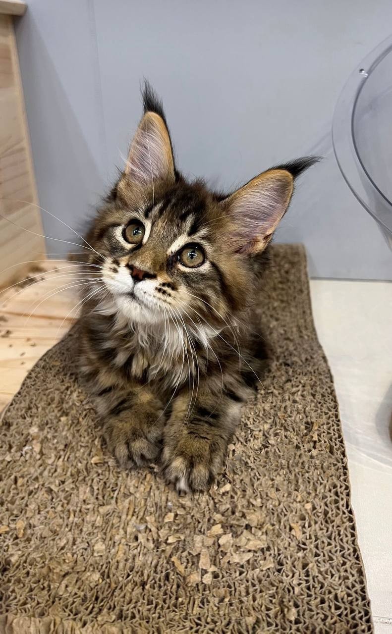 魚生有貓／棕虎斑緬因貓