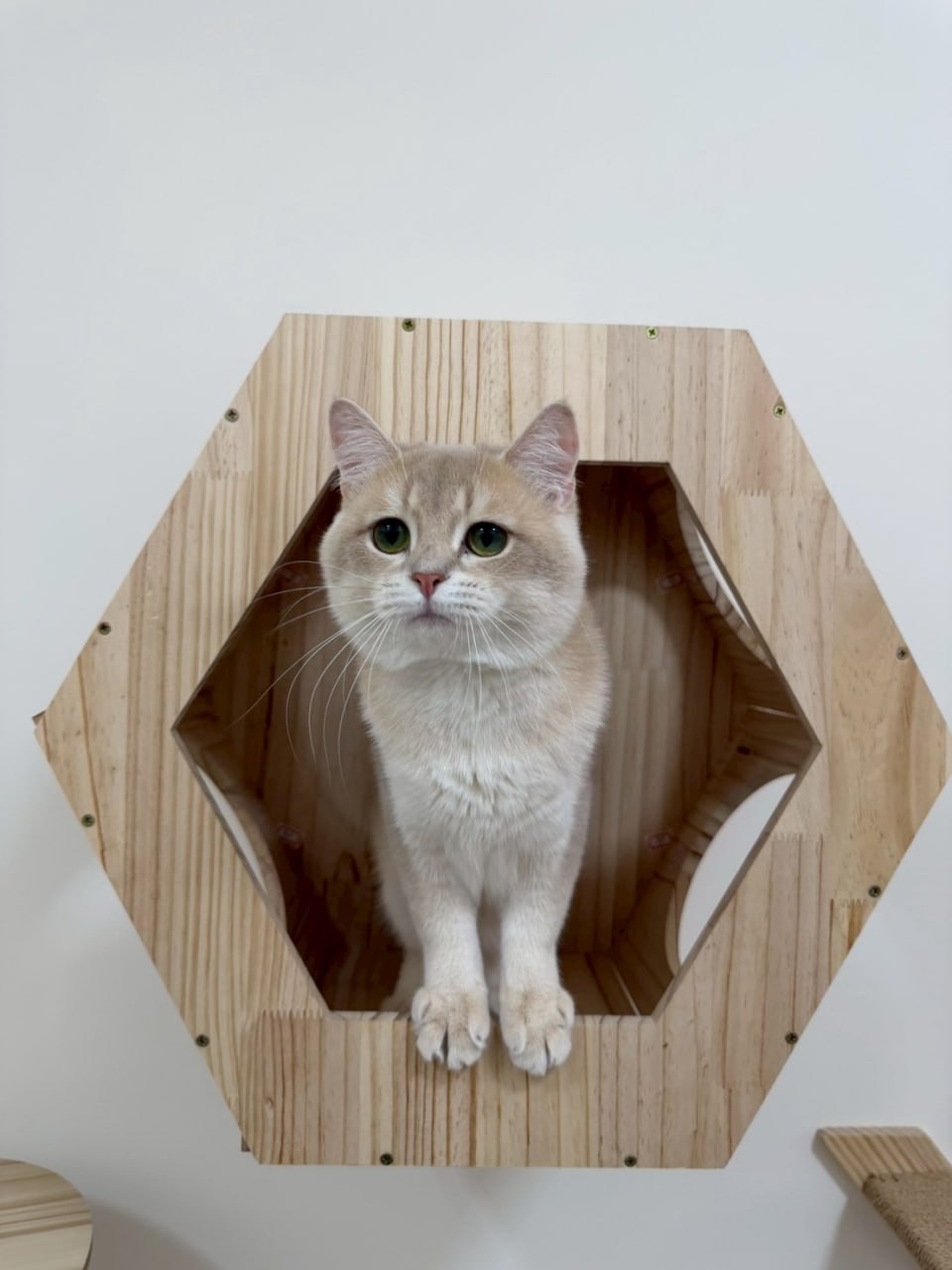 魚生有貓／紫金漸層英國短毛貓