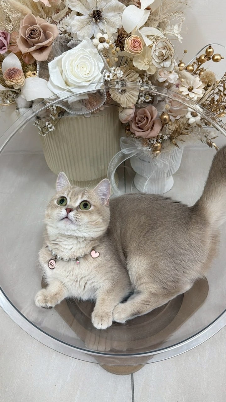 魚生有貓／紫金漸層曼赤肯