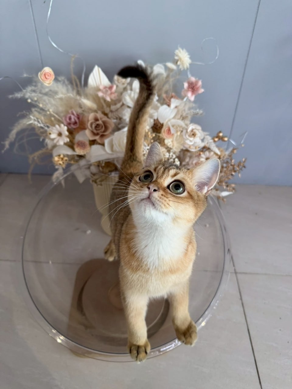 魚生有貓／金漸層英國短毛貓