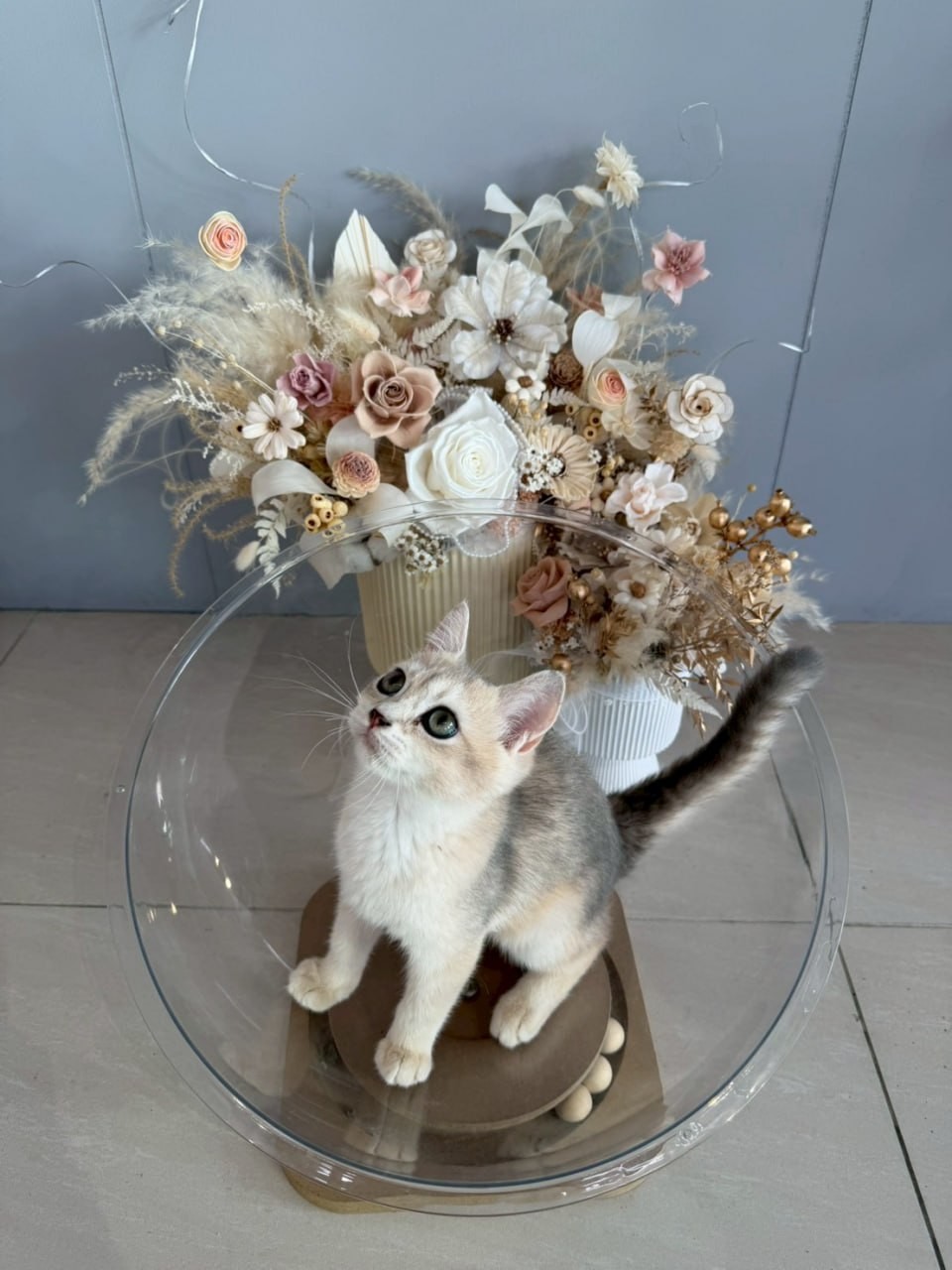 魚生有貓／藍金漸層英國短毛貓