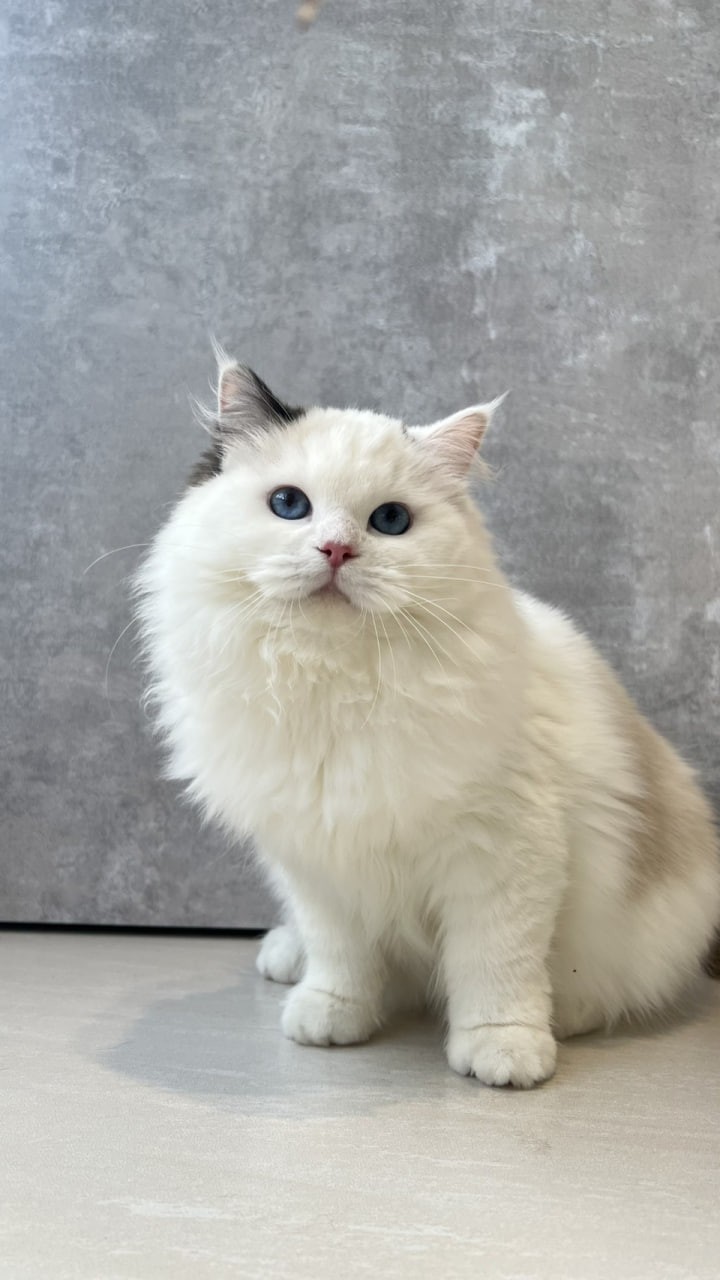 魚生有貓／三花布偶貓