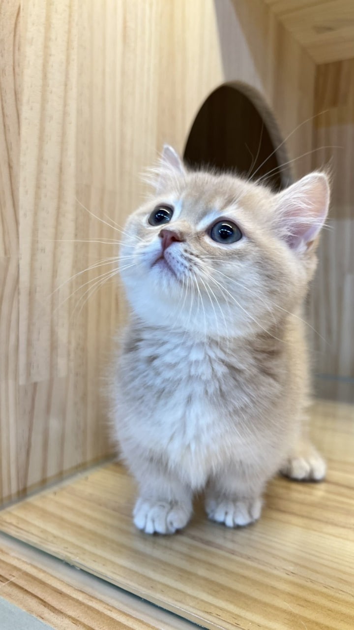 魚生有貓／小鹿金曼赤肯