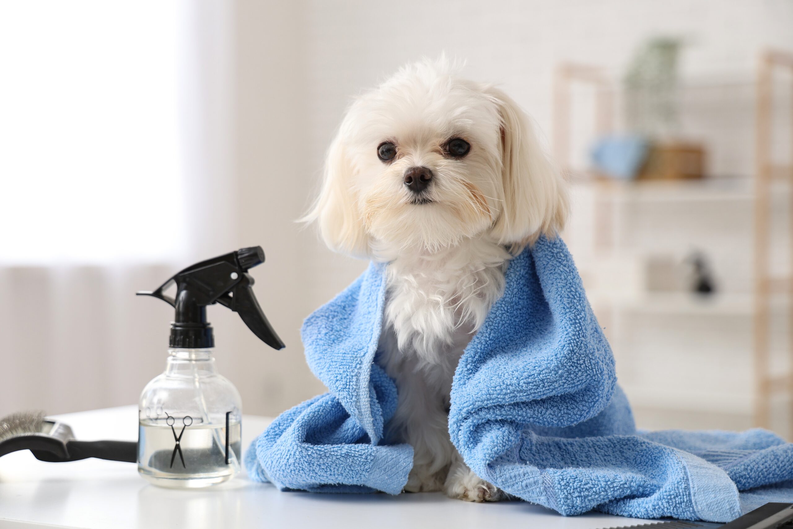 高齡犬居家防滑關鍵：全面鋪設寵物防滑墊，守護愛犬關節健康