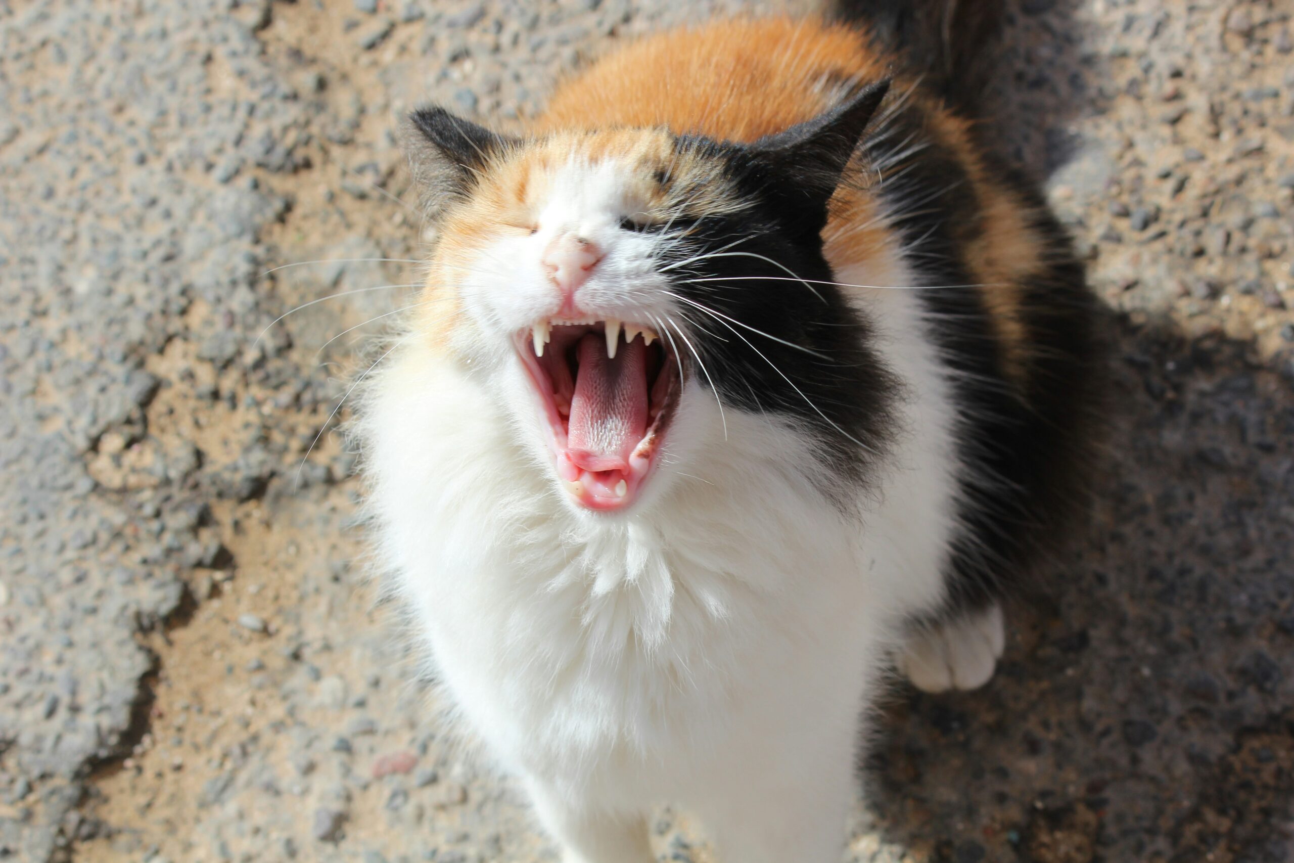 透明貓包的真相：別讓「可愛」變「驚恐」，重新認識戶外冒險的貓咪需求