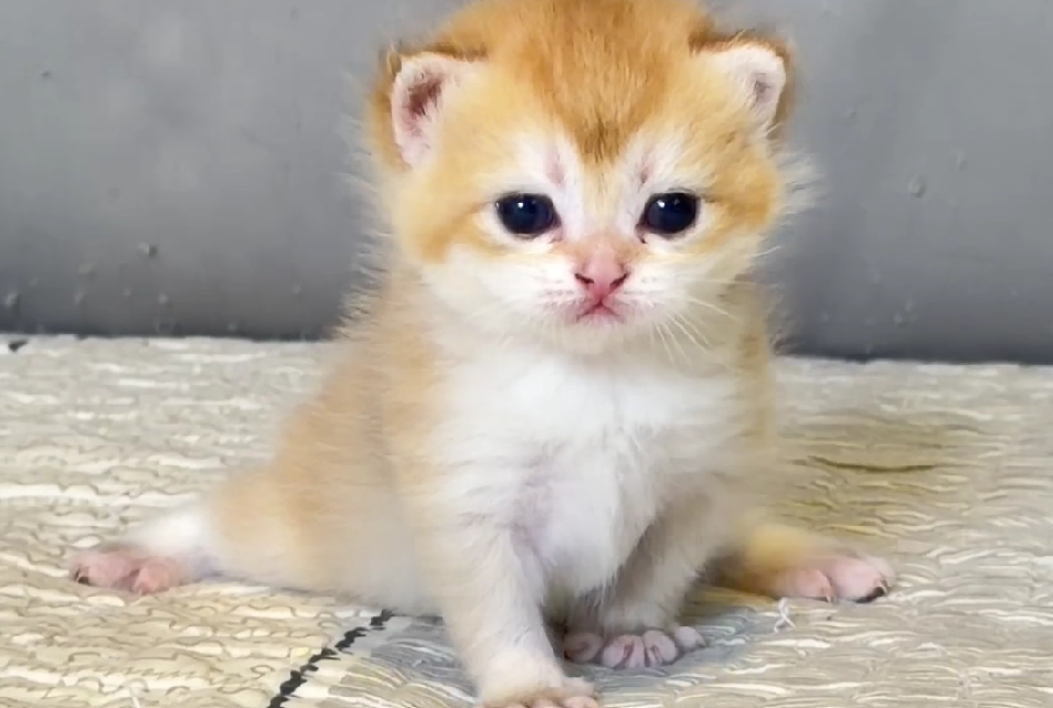 尊爵名皇／金漸層ny12英國短毛貓