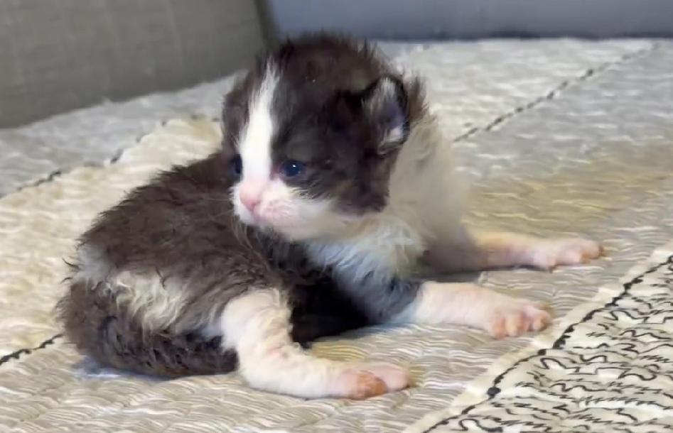 尊爵名皇／黑白賓士長毛貓