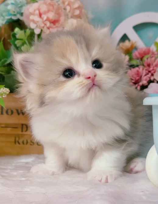 星光貓舍／藍三花英國長毛貓