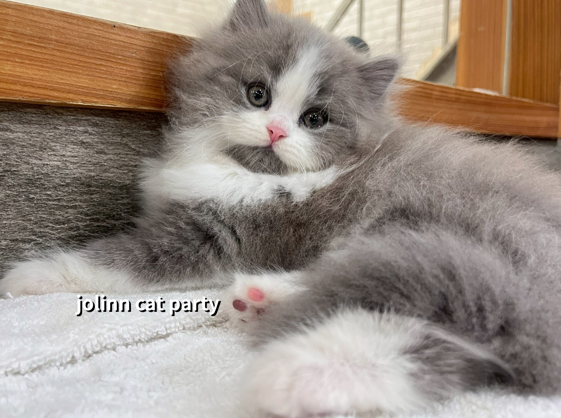 貓咪派對／藍白賓士英國長毛貓