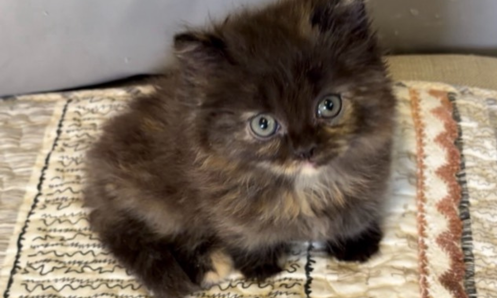 尊爵名皇／玳瑁色小步舞曲