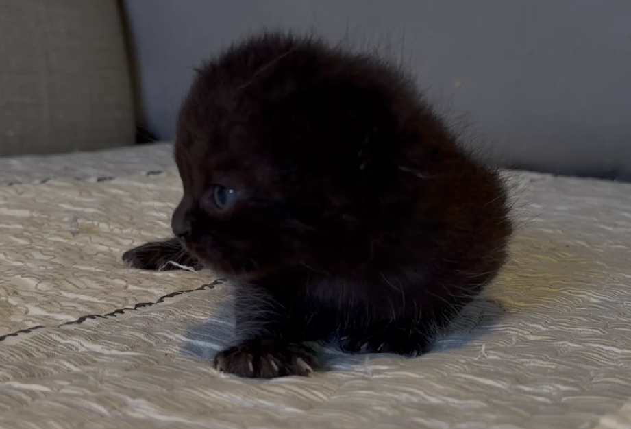 尊爵名皇／黑色英國短毛貓