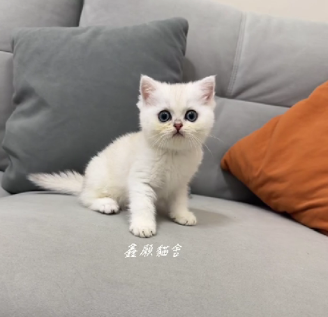 鑫願貓舍／銀重點英國短毛貓