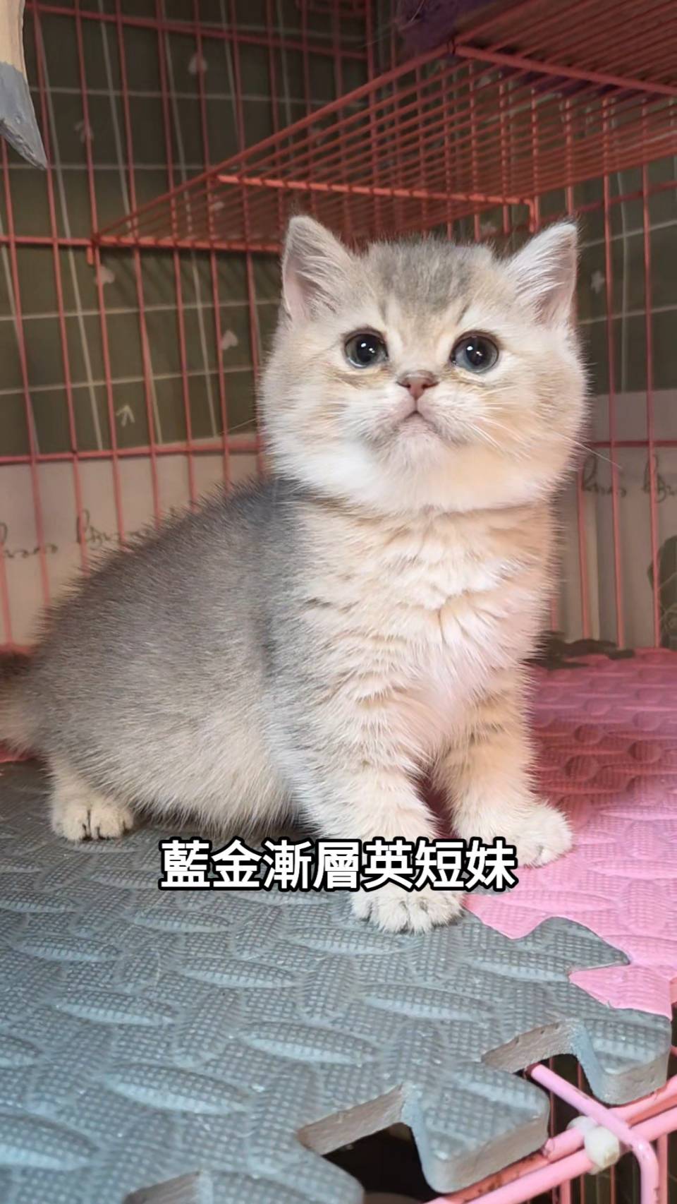 刻在你心底的貓／藍白賓士英國短毛貓