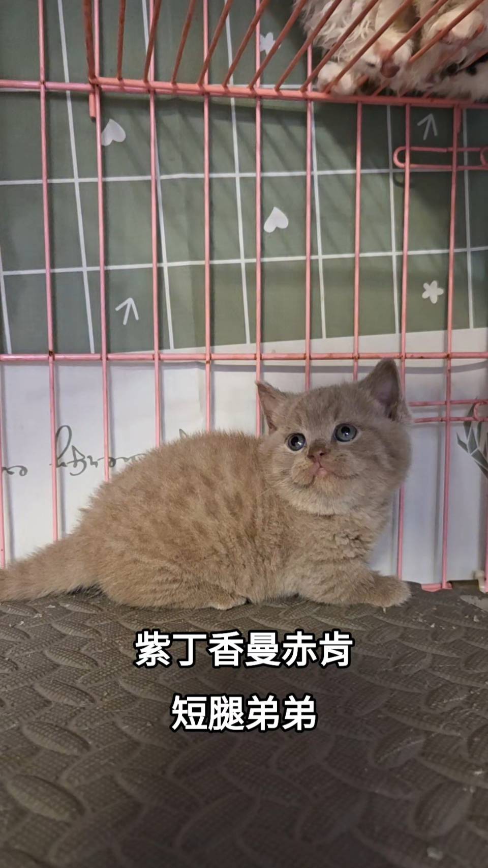 刻在你心底的貓／紫丁香曼赤肯