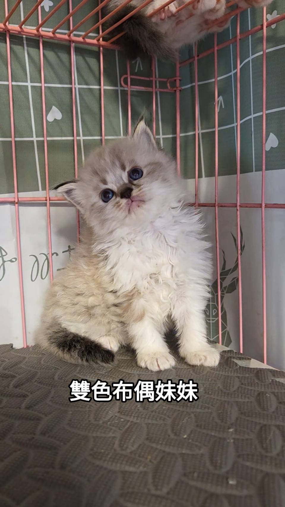 刻在你心底的貓／雙色布偶貓