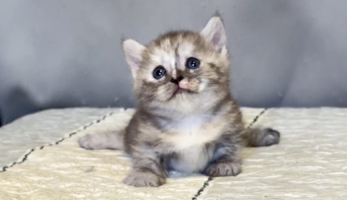 尊爵名皇／銀黑曼赤肯