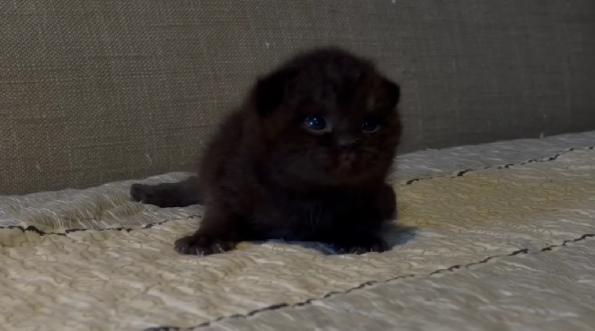 尊爵名皇／純黑色英國短毛貓