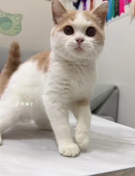 鑫願貓舍／奶油賓士英國短毛貓