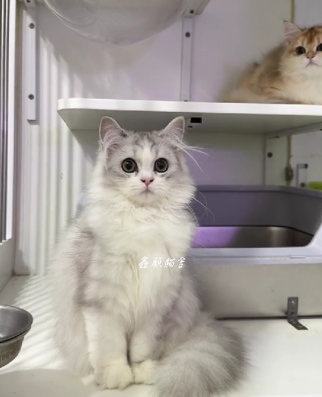 鑫願貓舍／銀漸層賓士英國長毛貓