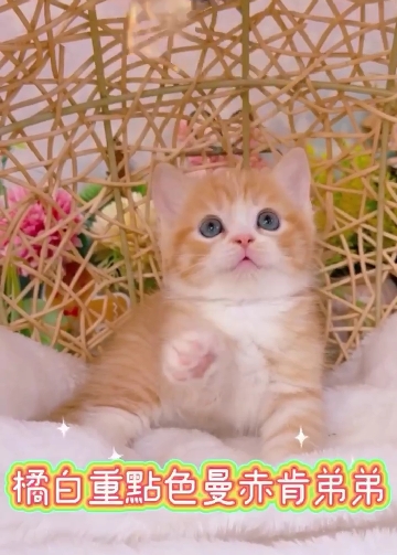 星光貓舍／橘白重點色曼赤肯