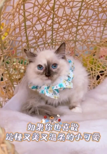 星光貓舍／海豹重點色布偶貓