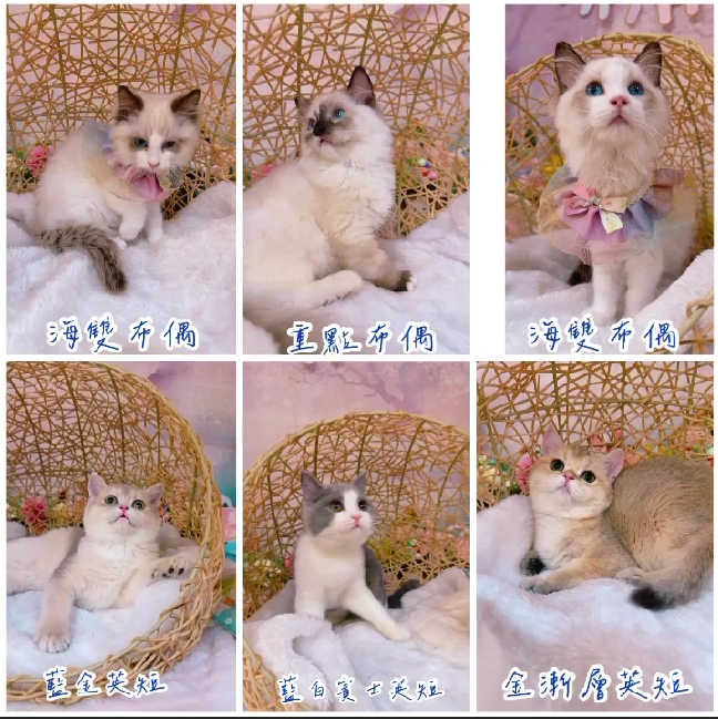 星光貓舍／各品種貓