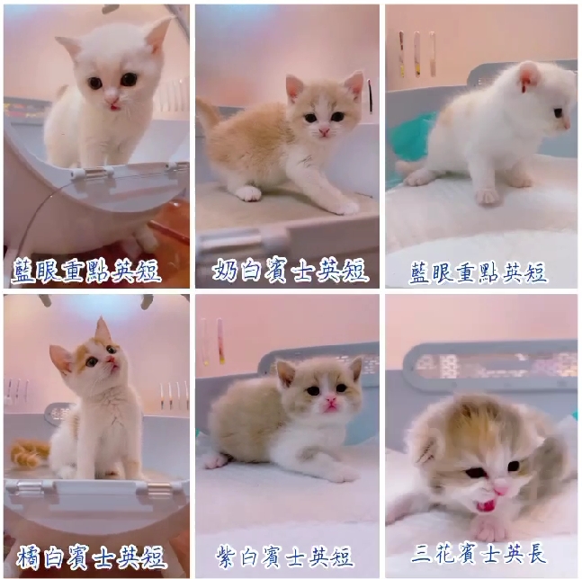 星光貓舍／各色英國短毛貓&各色英國長毛貓
