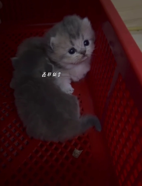 鑫願貓舍／深藍金曼赤肯