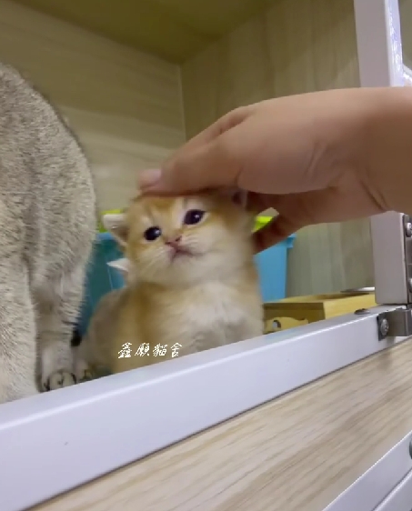 鑫願貓舍／金漸層英國短毛貓