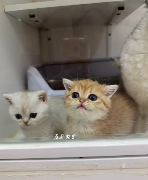 鑫願貓舍／金虎斑紋英國短毛貓