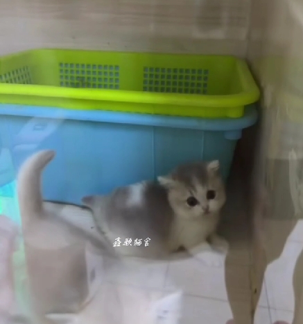 鑫願貓舍／藍金賓士曼赤肯