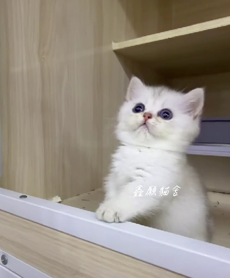 鑫願貓舍／銀漸層曼赤肯